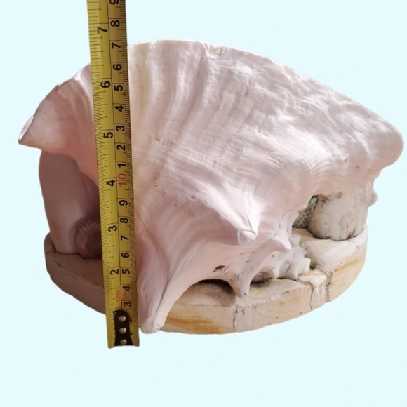 Vintage seashell diorama/TV lamp - Picture 8 of 9